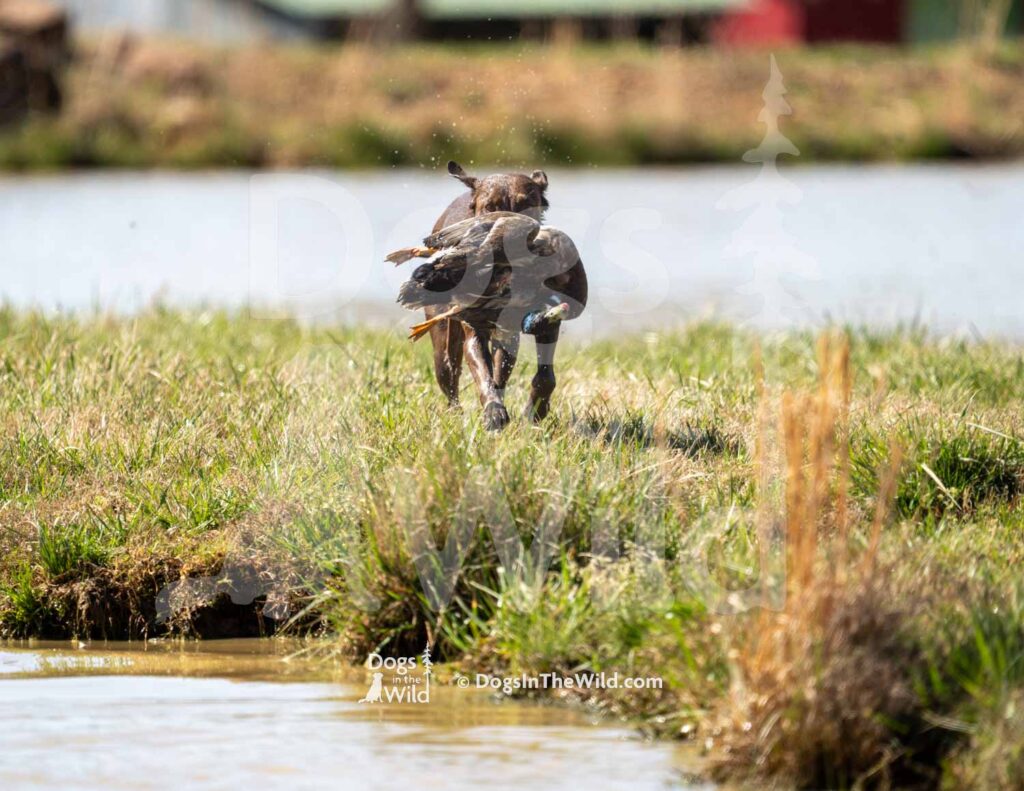 HRCH LSK’s Love you to the Moon - M36-3-28-26 6 - Ozark Hunting Retriever Assoc