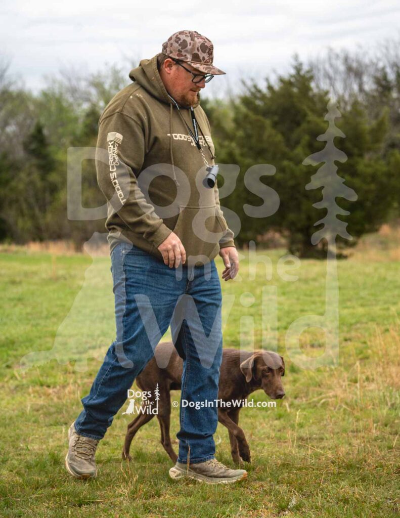 HRCH LSK’s Love you to the Moon - M36-3-28-26 8 - Ozark Hunting Retriever Assoc