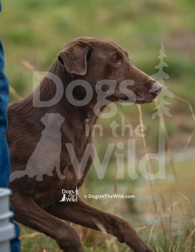 HRCH LSK’s Love you to the Moon - M36-3-28-26 9 - Ozark Hunting Retriever Assoc