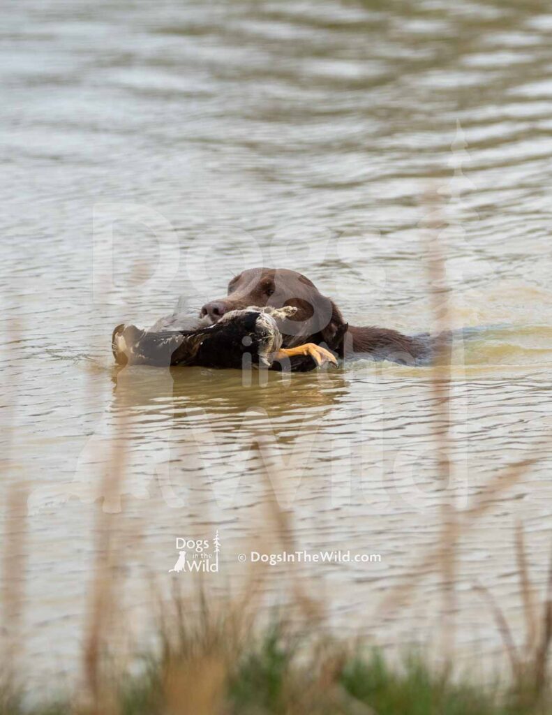 HRCH LSK’s Love you to the Moon - M36-3-28-26 12 - Ozark Hunting Retriever Assoc
