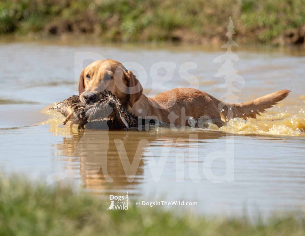 M38-3-28-26 1 – Gator