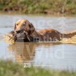 M38-3-28-26 1 – Gator
