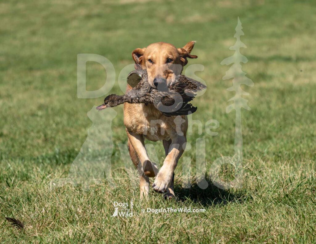 M38-3-28-26 2 – Gator