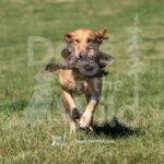 M38-3-28-26 2 – Gator