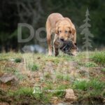 M38-3-28-26 5 – Gator