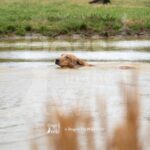 M38-3-28-26 7 – Gator