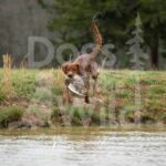 M39-3-28-26 3 – Homer