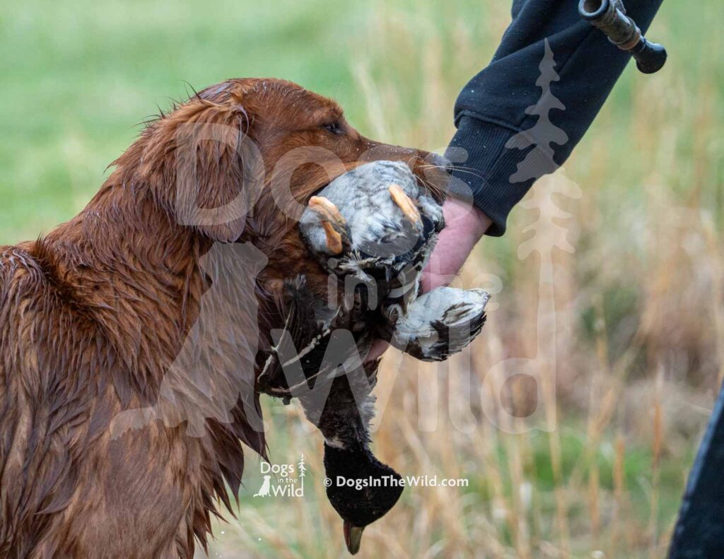 Bayou Crushed It - M39-3-28-26 8 - Ozark Hunting Retriever Assoc