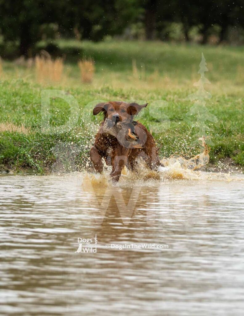 M39-3-28-26 9 – Homer