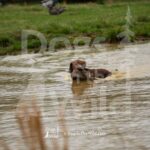 M39-3-28-26 10 – Homer