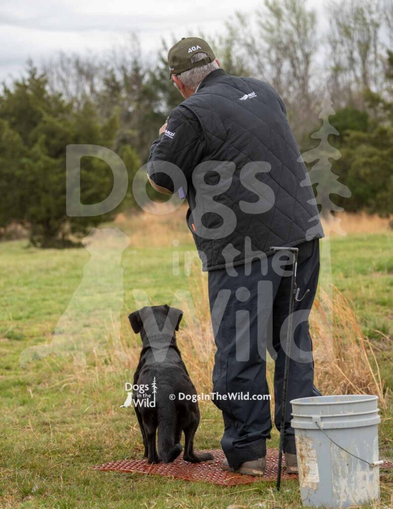 Every Man Adores Wild Delilah - M40-3-28-26 1 - Ozark Hunting Retriever Assoc