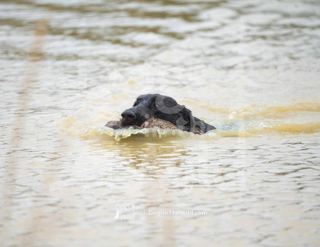 Every Man Adores Wild Delilah - M40-3-28-26 3 - Ozark Hunting Retriever Assoc