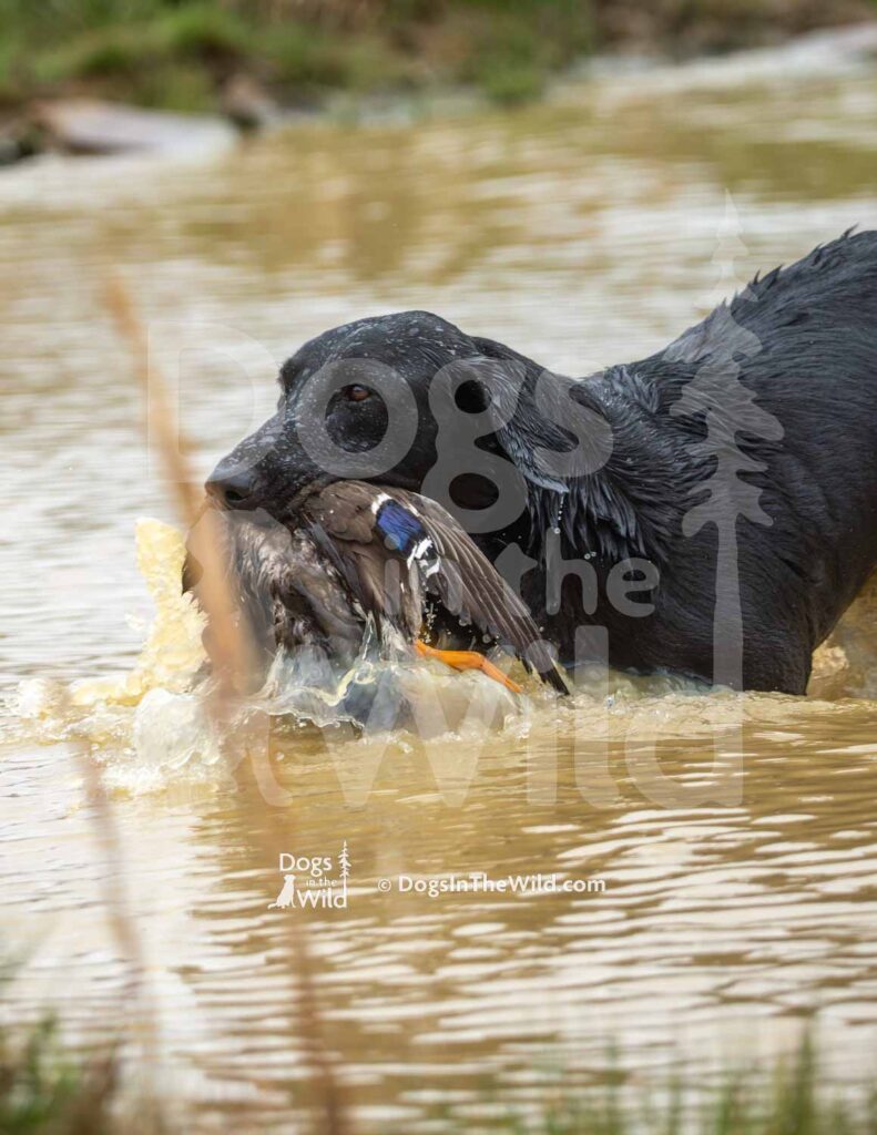 Fatcitys Drunkin Otis Campbell - M42-3-28-26 6 - Ozark Hunting Retriever Assoc