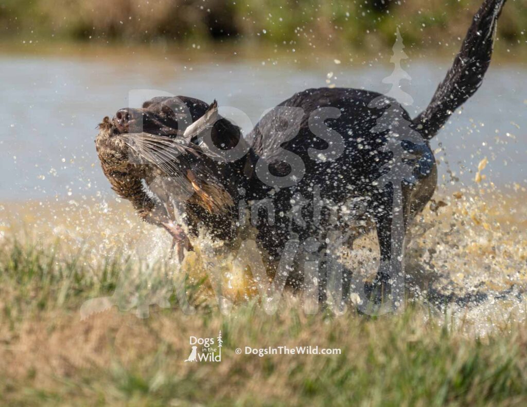 Wyngmaster Yacht Rockin Cosmo - M43-3-28-26 1 - Ozark Hunting Retriever Assoc