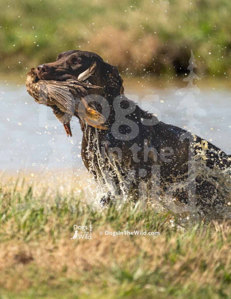 Wyngmaster Yacht Rockin Cosmo - M43-3-28-26 2 - Ozark Hunting Retriever Assoc