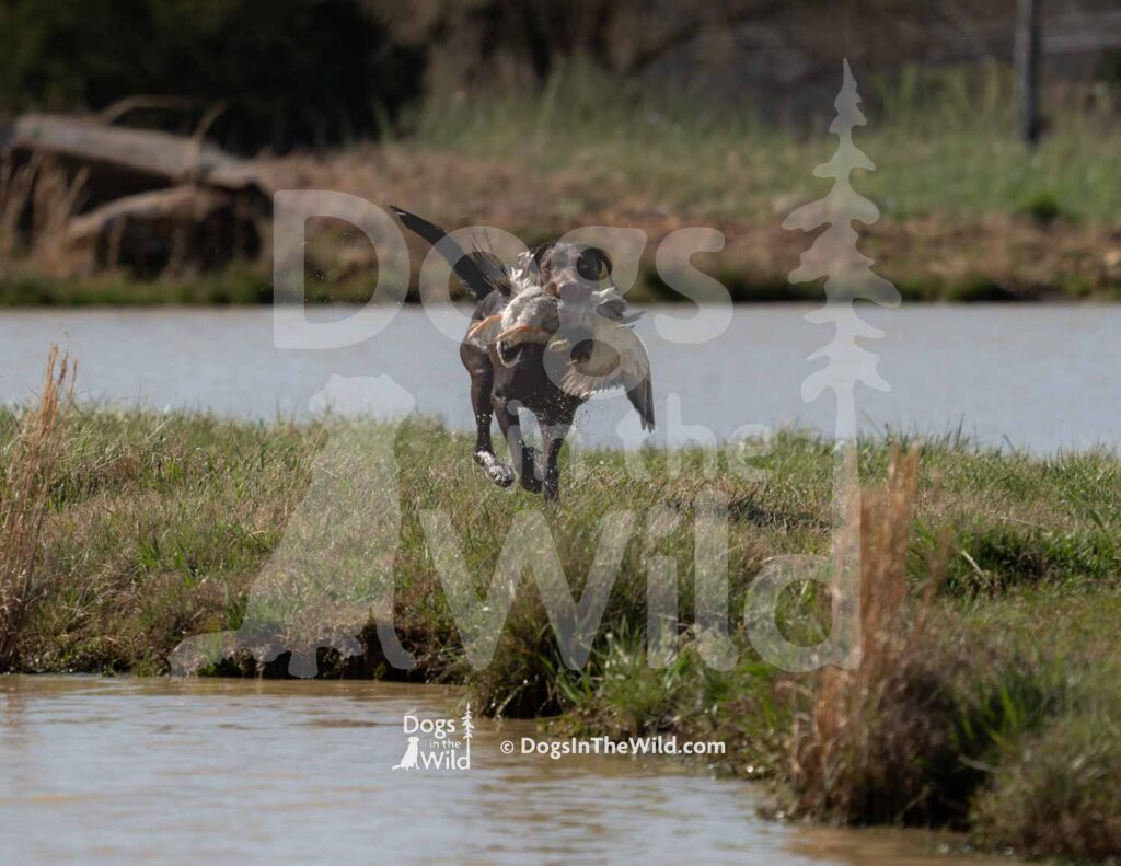 Wyngmaster Yacht Rockin Cosmo - M43-3-28-26 3 - Ozark Hunting Retriever Assoc