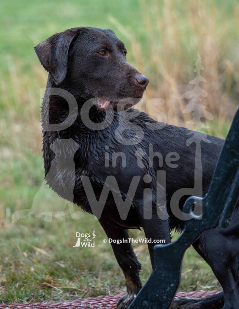 Wyngmaster Yacht Rockin Cosmo - M43-3-28-26 6 - Ozark Hunting Retriever Assoc