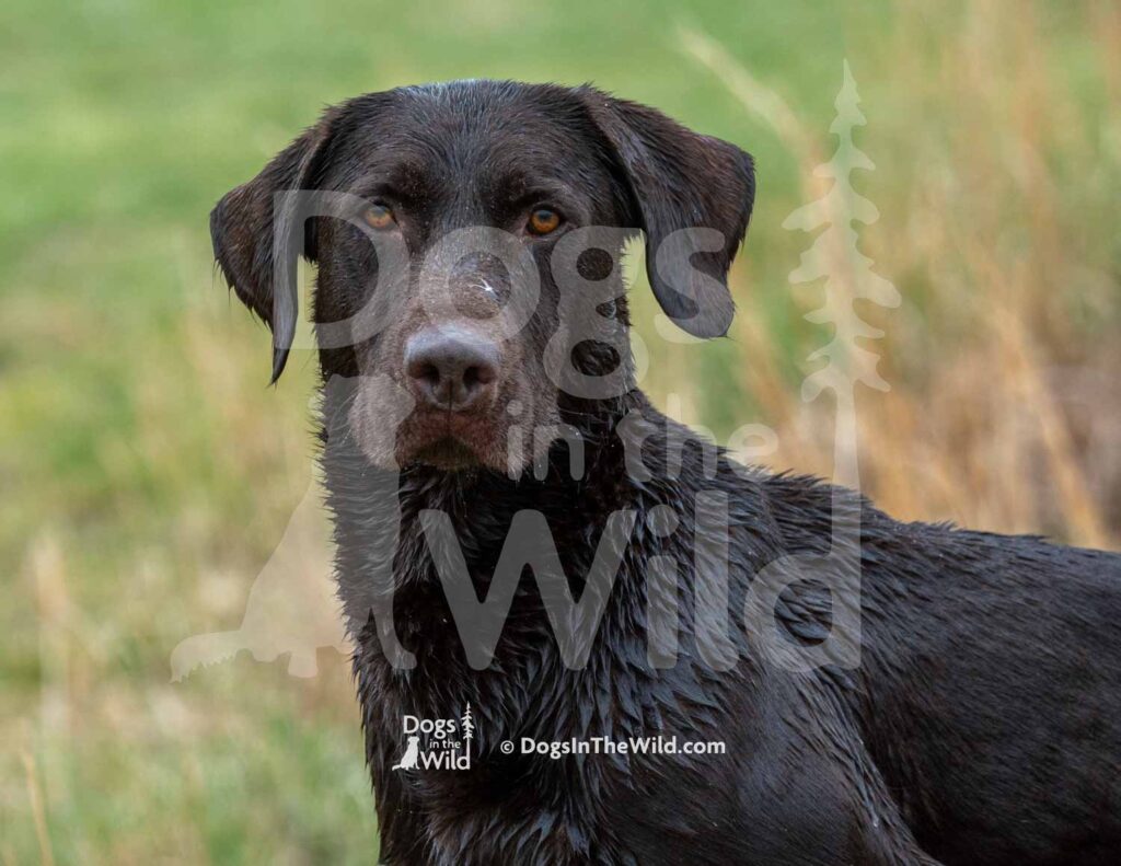 Wyngmaster Yacht Rockin Cosmo - M43-3-28-26 7 - Ozark Hunting Retriever Assoc