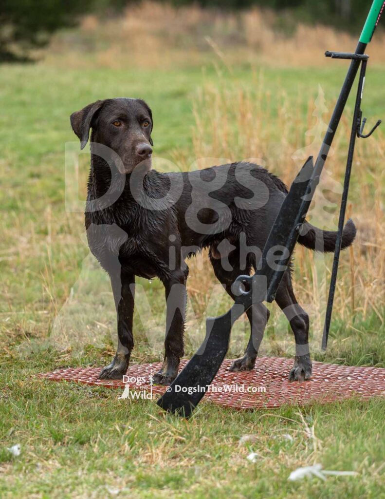 Wyngmaster Yacht Rockin Cosmo - M43-3-28-26 8 - Ozark Hunting Retriever Assoc