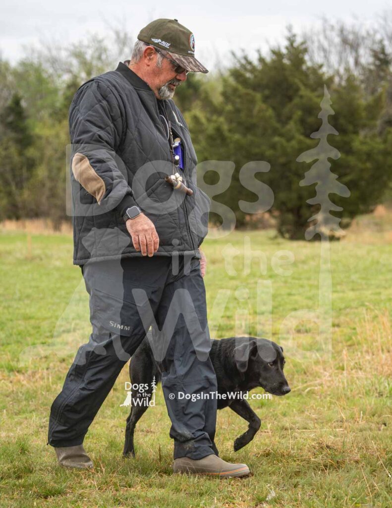 Lucinda’s Rock’in Midnight Eve - M45-3-28-26 1 - Ozark Hunting Retriever Assoc