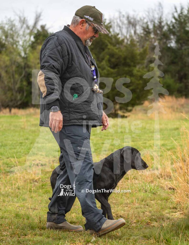 Lucinda’s Rock’in Midnight Eve - M45-3-28-26 2 - Ozark Hunting Retriever Assoc