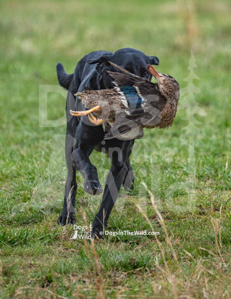 Lucinda’s Rock’in Midnight Eve - M45-3-28-26 3 - Ozark Hunting Retriever Assoc