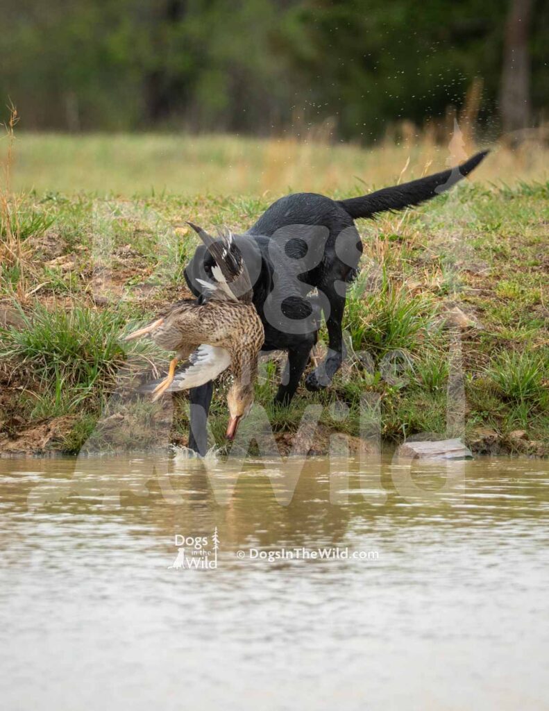 Lucinda’s Rock’in Midnight Eve - M45-3-28-26 4 - Ozark Hunting Retriever Assoc