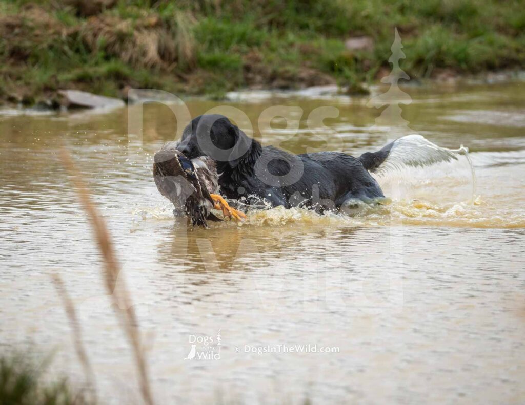 Lucinda’s Rock’in Midnight Eve - M45-3-28-26 5 - Ozark Hunting Retriever Assoc