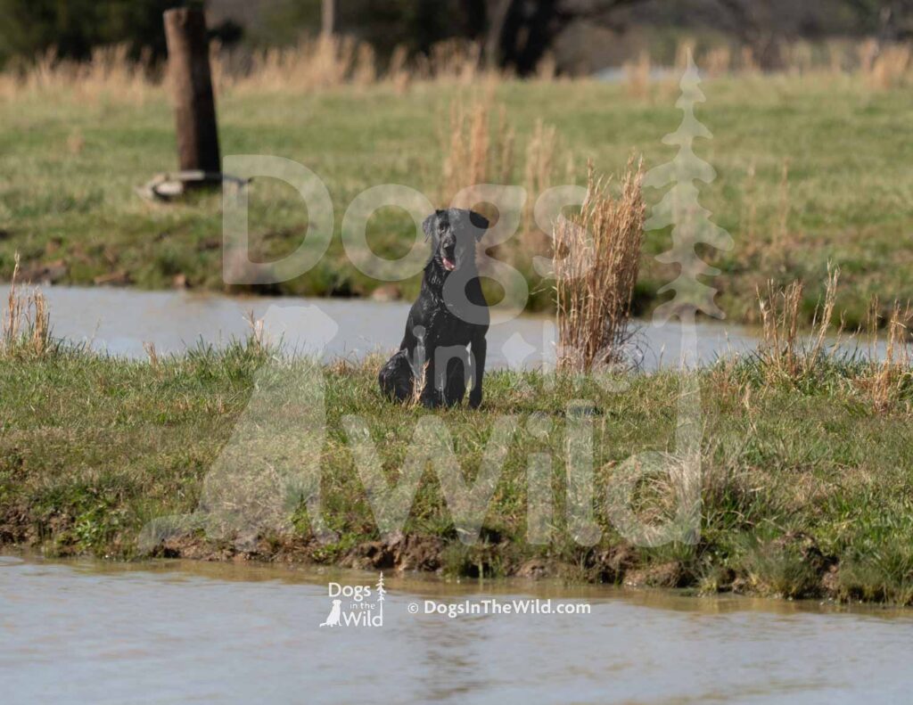 M46-3-28-26 1 – Peaches