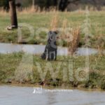 M46-3-28-26 1 – Peaches