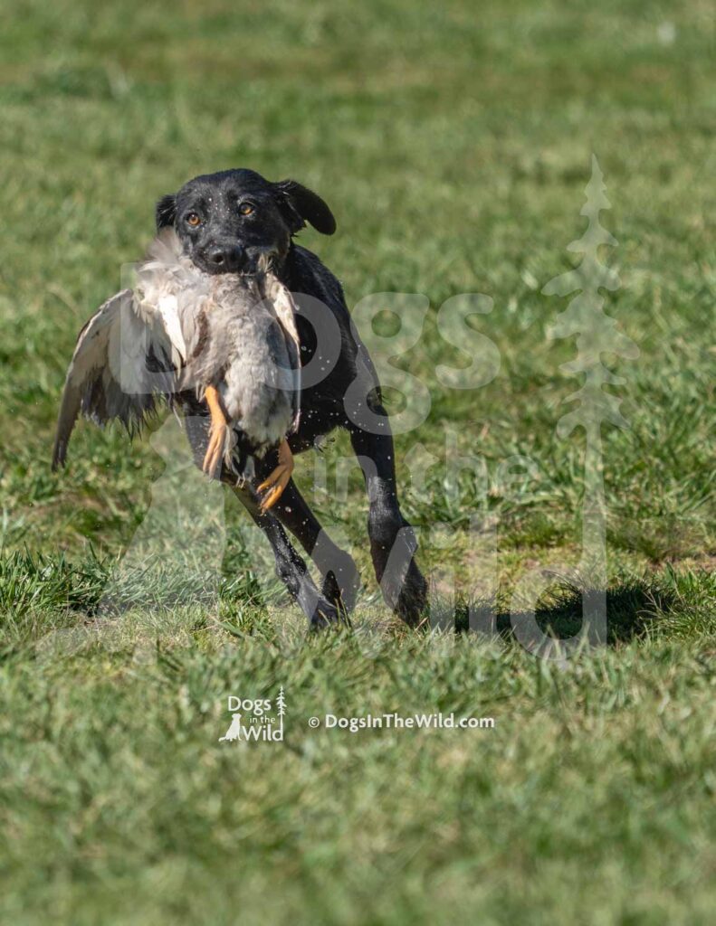 M46-3-28-26 2 – Peaches