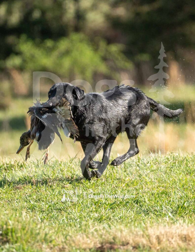 M46-3-28-26 6 – Peaches