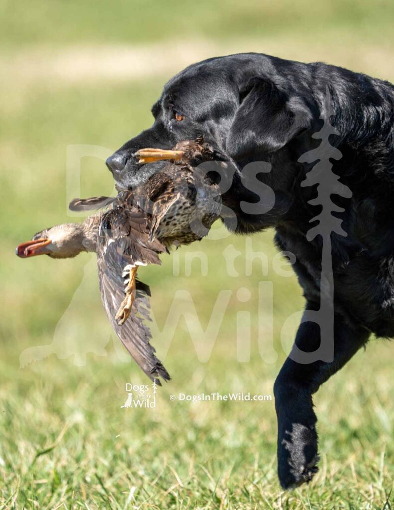 Moonlits Hunter of the Night - M47-3-28-26 2 - Ozark Hunting Retriever Assoc