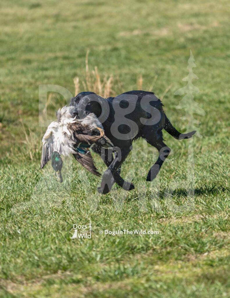 M48-3-28-26 3 – Dixie