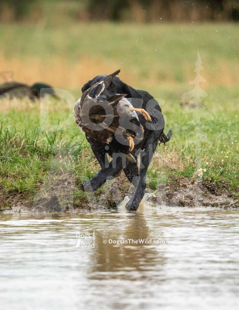 M48-3-28-26 5 – Dixie