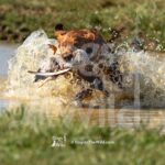 M49-3-28-26 1 – Ralph