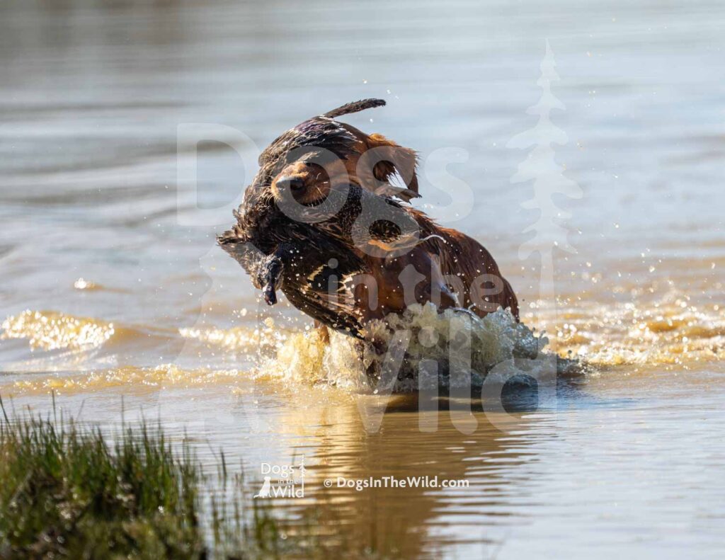 M49-3-28-26 2 – Ralph