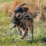 M49-3-28-26 3 – Ralph