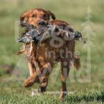 M49-3-28-26 5 – Ralph
