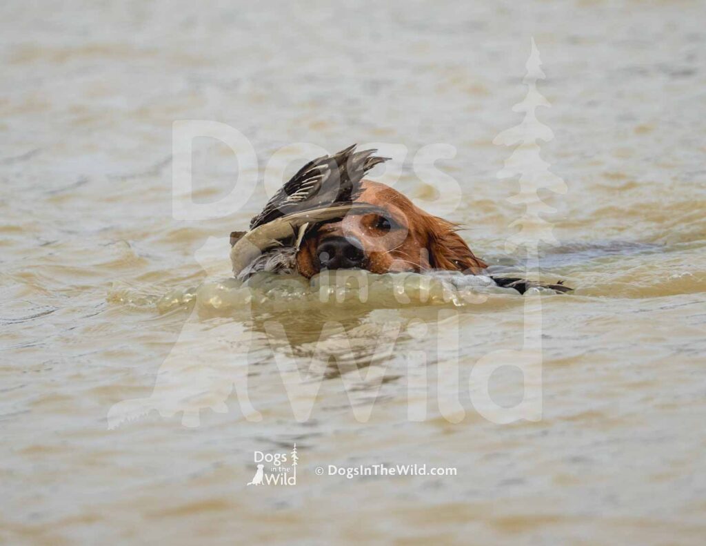 M49-3-28-26 8 – Ralph