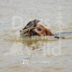M49-3-28-26 8 – Ralph