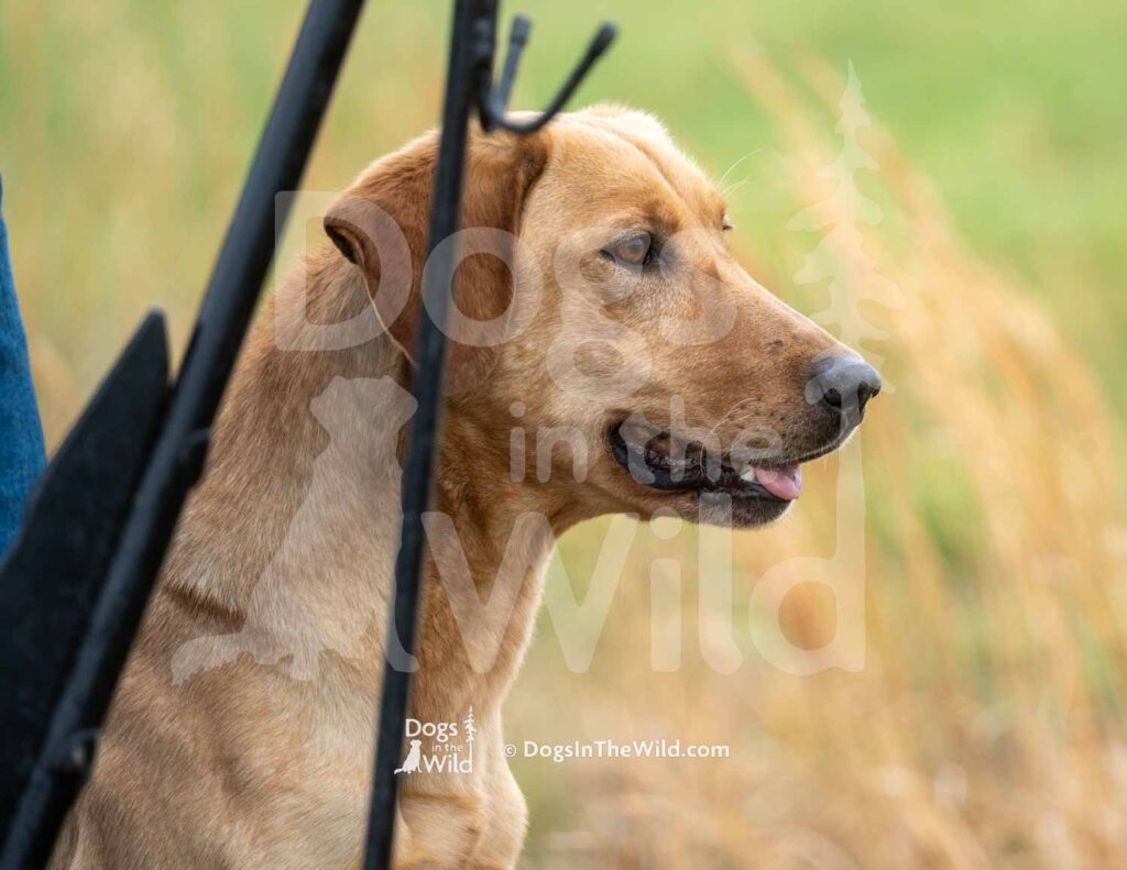 GCK’s Walking on Sunshine - M50-3-28-26 3 - Ozark Hunting Retriever Assoc