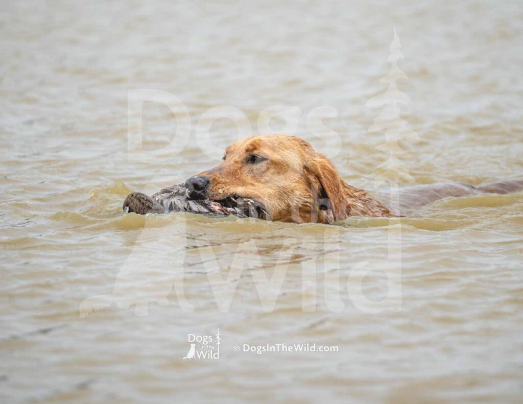 M50-3-28-26 4 – Hoka