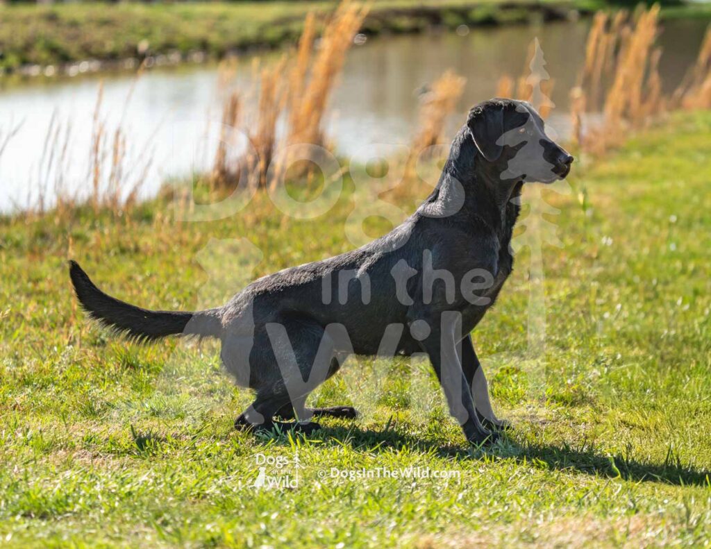 Riley Iris King - M51-3-28-26 1 - Ozark Hunting Retriever Assoc