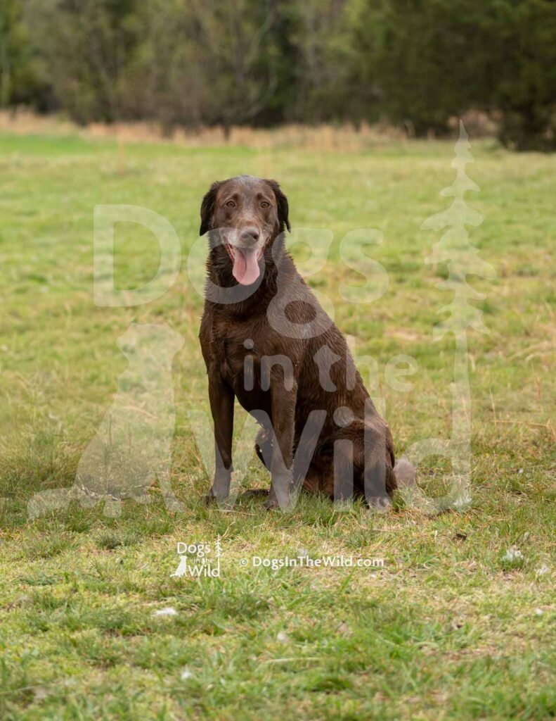 Choco’s Arkansas Junebug - M52-3-28-26 14 - Ozark Hunting Retriever Assoc