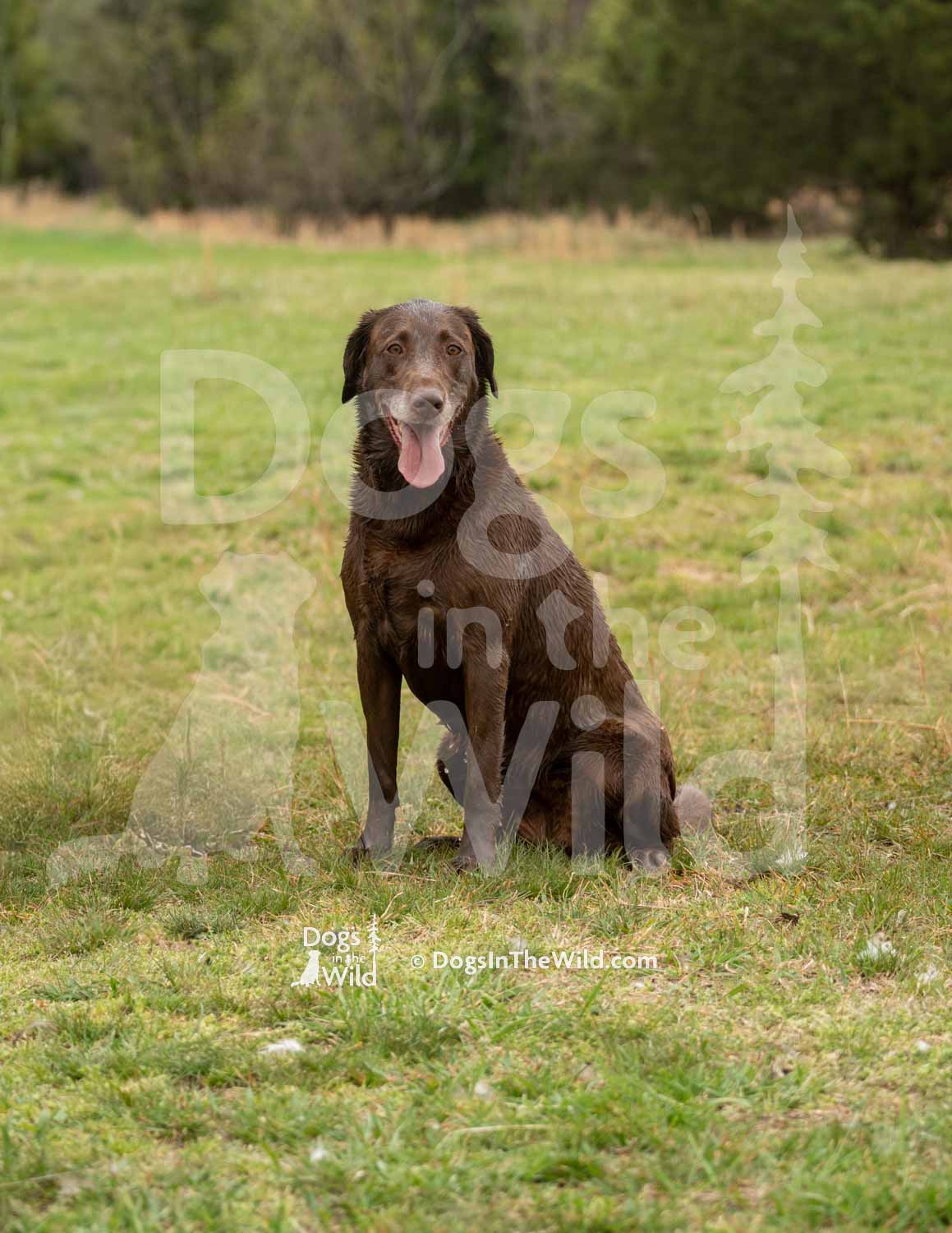 52 – Choco’s Arkansas Junebug