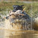 M53 3-28-26 2 – Buck