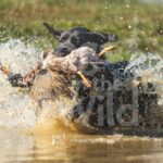 M53 3-28-26 3 – Buck