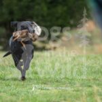 M53 3-28-26 5 – Buck