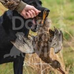 M53 3-28-26 6 – Buck